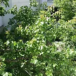 Foivos Hotel Loutra Edipsou (Evia)
