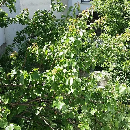 Foivos Hotel Loutra Edipsou (Evia)